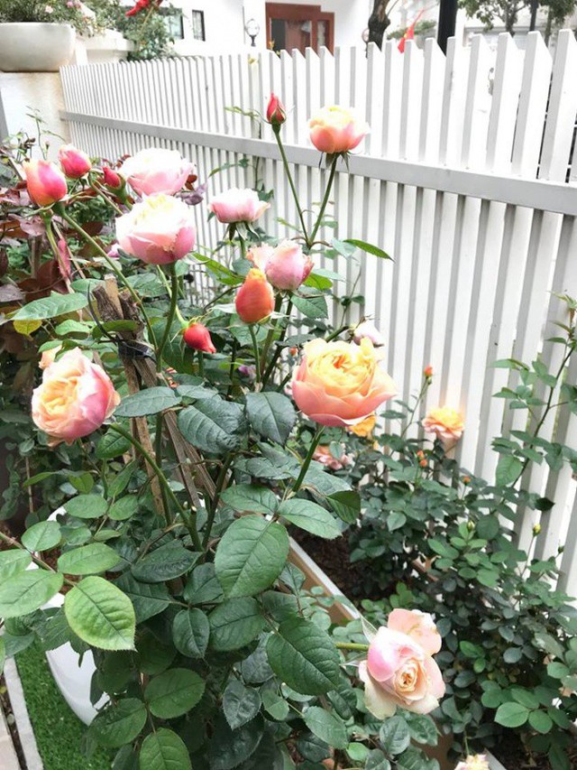 
Những chậu hoa hồng lớn được trồng xung quanh tường rào.
