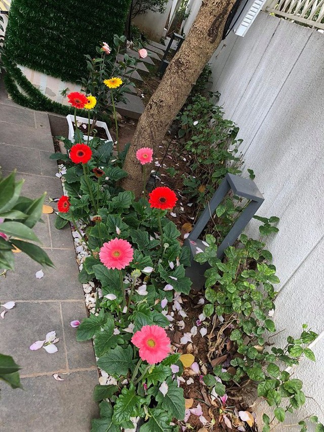 
Ngoài hoa hồng Mỹ Dung còn trồng thêm nhiều loài hoa khác.
