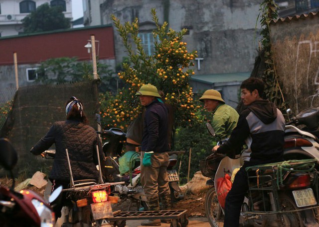 
Cận Tết, d&acirc;n xe &ocirc;m chở đ&agrave;o quất thu&ecirc; thường kiếm được bạc triệu mỗi ng&agrave;y
