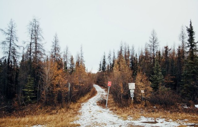 Khu rừng rậm ven thành phố Yellowknife