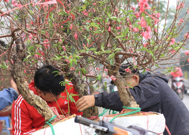 
 Ngh&ecirc; chở đ&agrave;o quất thu&ecirc; những ng&agrave;y Tết thường l&agrave;m kh&ocirc;ng hết việc
