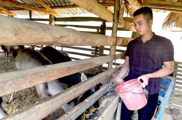 
Anh Hà Phúc Nhậm, thôn Ngoan A, xã Xuân Quang (Chiêm Hóa) chăm sóc đàn hươu nuôi để bán thịt của gia đình.
