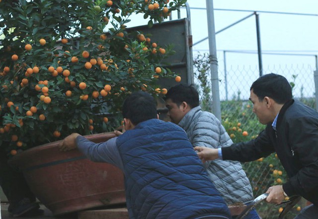 
 Xe tải, xe m&aacute;y nối đu&ocirc;i nhau xếp c&acirc;y cảnh l&ecirc;n xe chở ra phố hay về nh&agrave; cho kh&aacute;ch
