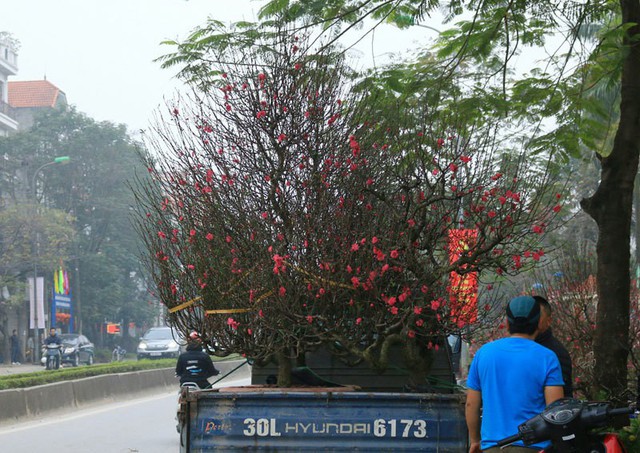 
 C&oacute; những kh&aacute;ch mua c&acirc;y đ&agrave;o khủng phải thu&ecirc; xe tải chở về với gi&aacute; 500.000-1 triệu đồng/chuyến t&ugrave;y qu&atilde;ng đường xa gần
