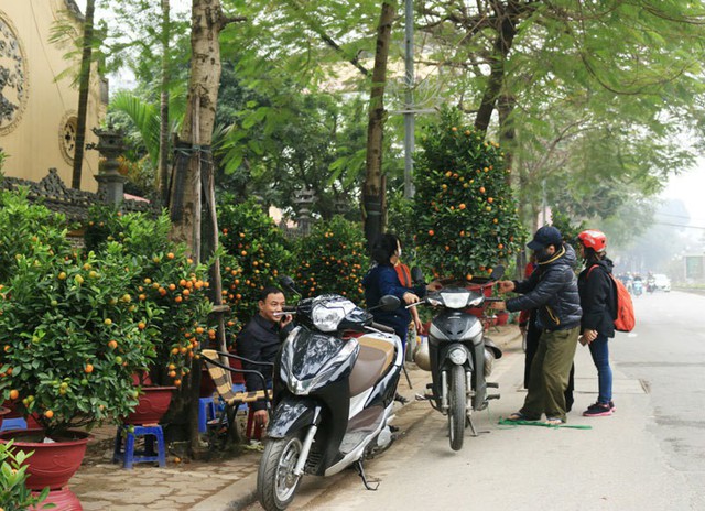 
 Những t&agrave;i xế xe &ocirc;m nhiều kinh nghiệm cũng c&oacute; thể chở được những c&acirc;y quất khủng cao đến gần 2m
