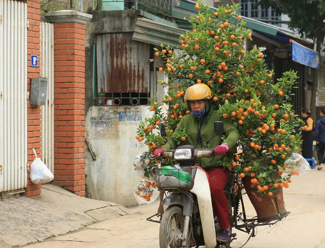 
 Nghề chở c&acirc;y cảnh dịp Tết kh&ocirc;ng chỉ d&agrave;nh cho c&aacute;nh đ&agrave;n &ocirc;ng m&agrave; cả ph&aacute;i nữ
