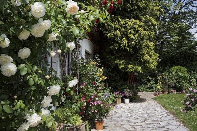 
Góc lối đi cửa phụ của ngôi nhà vườn được trồng hồng leo đỏ, đẹp mê mẩn và bình yên.
