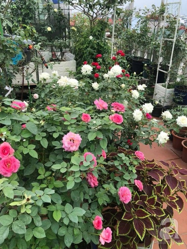 
Khu vườn được đặt kín các chậu hồng.
