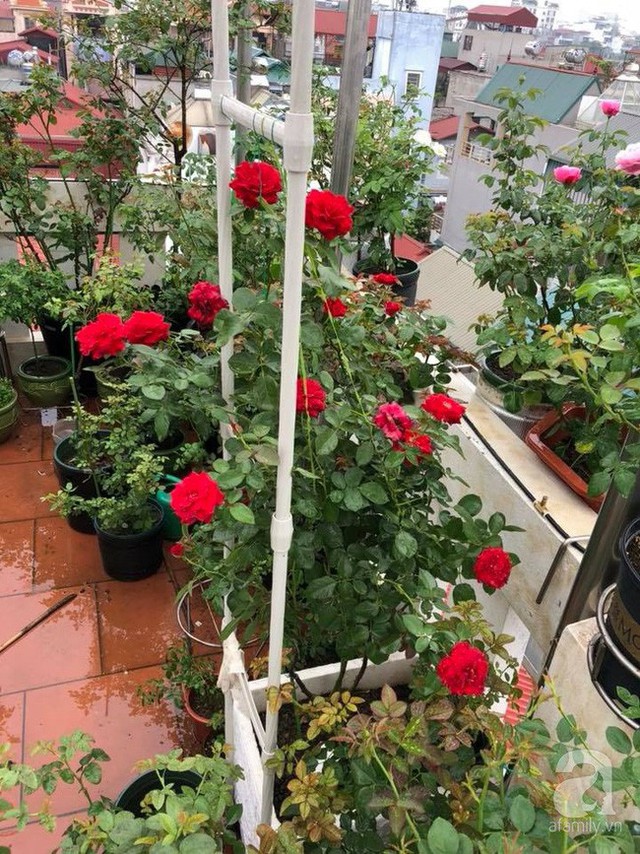 
Chị Tố Uyên dành phần lớn thời gian cho vườn hồng trên sân thượng nhà mình.
