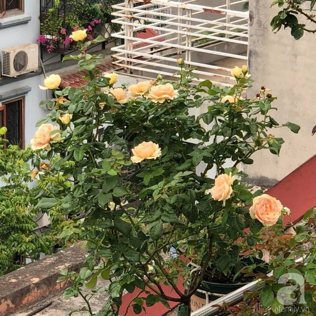 
Gốc hồng đẹp mê hoặc với hoa màu vàng.
