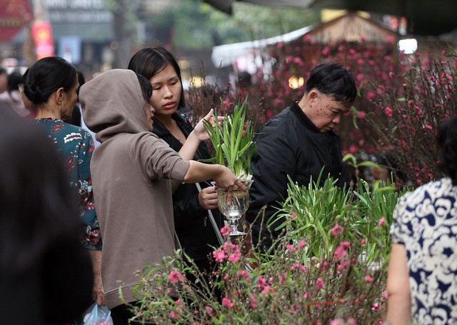 Những loài hoa mới du nhập vào Việt Nam những năm nay cũng xuất hiện tại chợ Hàng Lược.