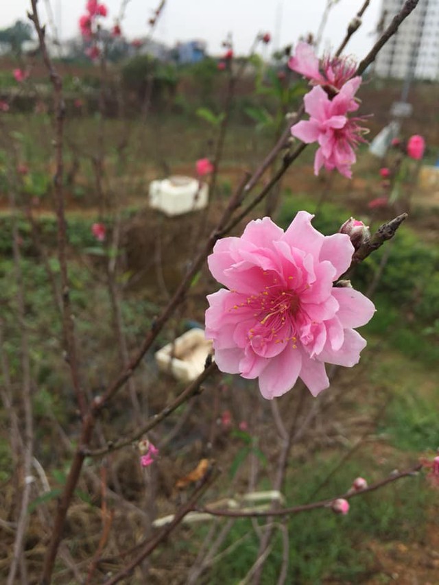 
Dù thời tiết không thuận lợi nhưng nhờ kinh nghiệm trồng đào lâu năm, các vườn đào ở Phú Thượng (Tây Hồ, Hà Nội) vẫn cho hoa rất đẹp. Ảnh: N.T
