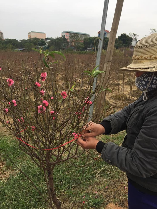 
Hiện nay khá nhiều cành đào nở sớm của bà Phượng đã được khách hàng đặt mua hết. Ảnh: N.T
