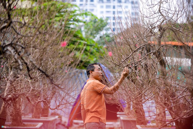 
Anh Thái Quang Sơn, người sở hữu 60 gốc đào, chia sẻ: “Còn quá sớm nên cũng chưa thể biết được giá đào năm nay biến động như thế nào. Tôi cũng một phần nhìn khách để định giá đào”.
