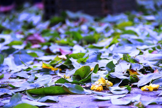 
Gần Tết, nhiều nhà vườn trồng mai ở Nhơn An lại chiêu mộ người vặt lá.
