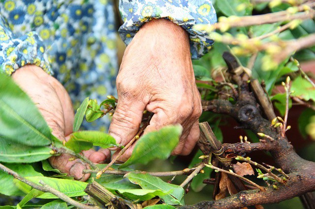 
Nhiều nhà vườn đang trong tình trạng thiếu nhân công vặt lá mai
