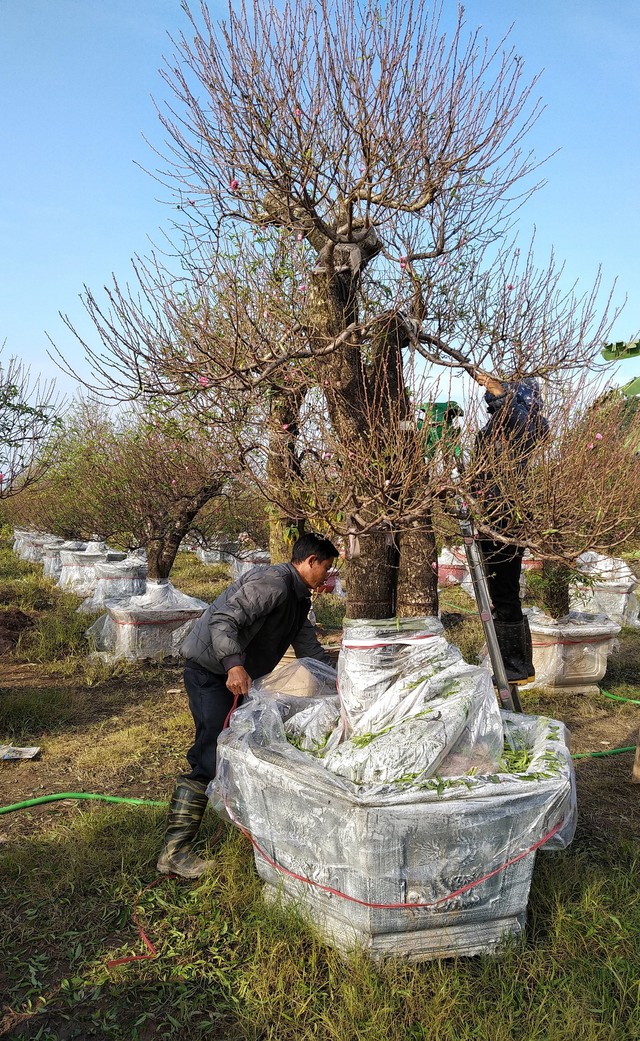 
Hai công nhân đang kiểm tra các mắt đào, dùng nilon phủ gốc đào tránh thời tiết quá lạnh đào không nở hoa.
