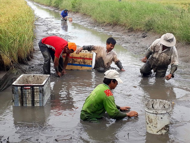 
Theo thống k&ecirc; chưa đầy đủ của Sở N&ocirc;ng nghiệp v&agrave; Ph&aacute;t triển N&ocirc;ng th&ocirc;n Bạc Li&ecirc;u, C&agrave; Mau, S&oacute;c Trăng, 3 tỉnh n&agrave;y c&oacute; đến tr&ecirc;n 20.000ha diện t&iacute;ch nu&ocirc;i t&ocirc;m c&agrave;ng xen canh tr&ecirc;n đất l&uacute;a - t&ocirc;m. Trung b&igrave;nh mỗi ha lợi nhuận tr&ecirc;n 5 triệu đồng cho 6 th&aacute;ng nu&ocirc;i. Ảnh: Nhật Hồ.
