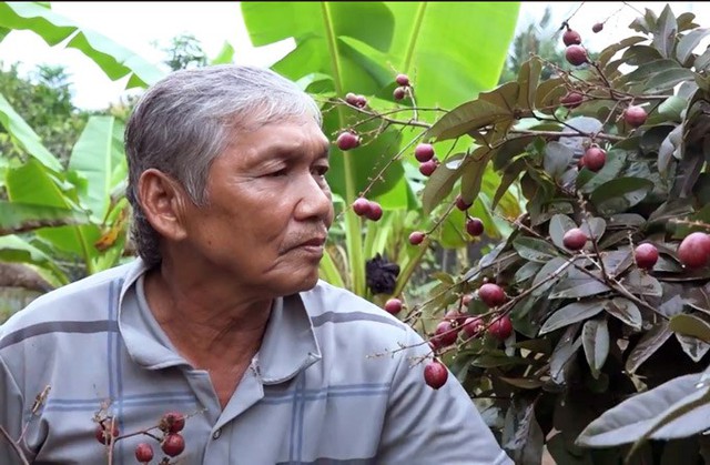 
Ông Huy cho biết: “Sâu bệnh thì nhãn này nó không có, còn chăm sóc thì rất nhẹ. Giống nhãn da bò hay các loại nhãn khác còn bị bệnh chổi rồng, còn nhãn tím thì đặt biệt không có. Nhãn tím mỗi năm ra trái 2 lần, trong đó, mùa thuận thì ra trái tự nhiên, mùa nghịch là gần Tết âm lịch”.
