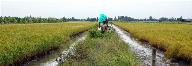 
Sau khi thu hoạch t&ocirc;m c&agrave;ng, c&acirc;y l&uacute;a cũng vừa ch&iacute;n tới, người d&acirc;n r&uacute;t nước cho kh&ocirc; sau đ&oacute; thu hoạch l&uacute;a. Ảnh: Nhật Hồ.
