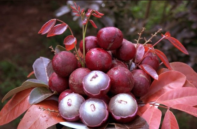 
Không chỉ sở hữu màu sắc bắt mắt, nhãn tím thường có trái to hơn, cơm dày và có mùi thơm hơn nhãn thường. Ảnh: Mai Anh
