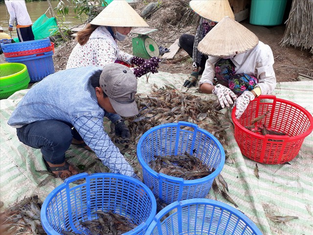 
Phân loại tôm chuẩn bị bán cho thương lái. Ảnh: Nhật Hồ.
