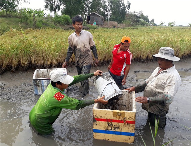 
Tại c&aacute;c v&ugrave;ng l&uacute;a t&ocirc;m Bạc Li&ecirc;u, C&agrave; Mau, thời điểm n&agrave;y l&agrave; bắt đầu thu hoạch rộ t&ocirc;m c&agrave;ng xanh tr&ecirc;n đất l&uacute;a. Ảnh: Nhật Hồ.
