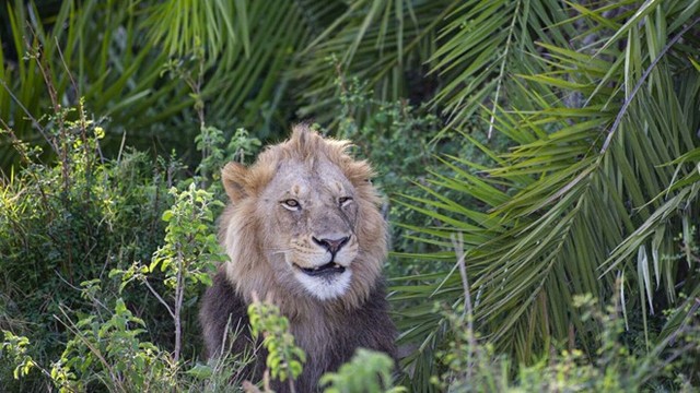 Sư tử mỉm cười bí ẩn trước ống kính máy ảnh - Ảnh 2.