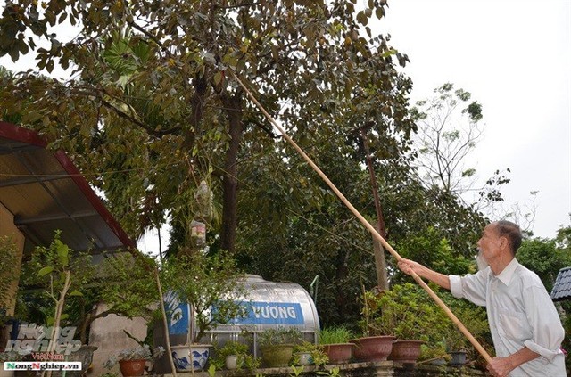 Chuyện thú vị quanh những cây hồng tiến vua sắp tuyệt chủng ở Phú Thọ - Ảnh 5.