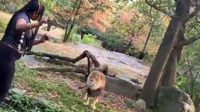 Cô gái nhảy vào chuồng trêu sư tử ở New York - Ảnh 1.