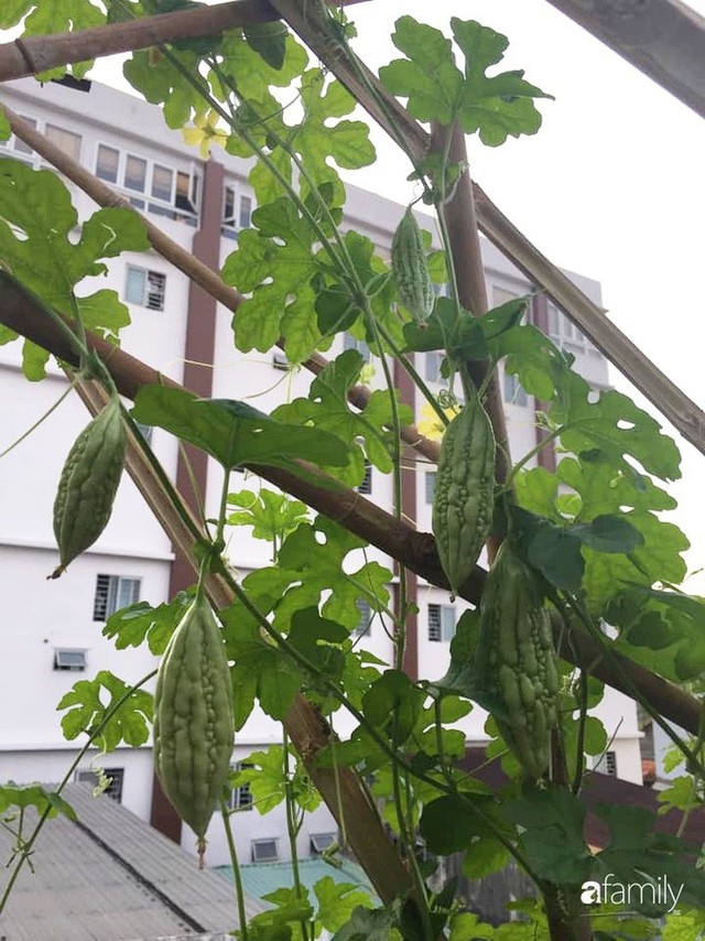 Sài Gòn: Sân thượng 20m² trồng đủ các loại rau của bà mẹ quyết nghỉ việc để dành nhiều thời gian hơn cho bản thân và gia đình - Ảnh 13.