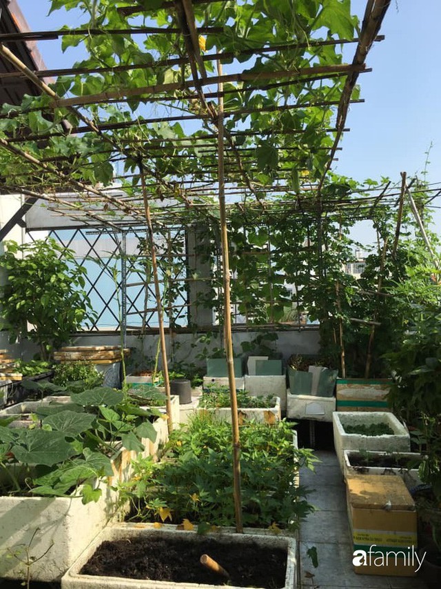 Sài Gòn: Sân thượng 20m² trồng đủ các loại rau của bà mẹ quyết nghỉ việc để dành nhiều thời gian hơn cho bản thân và gia đình - Ảnh 21.