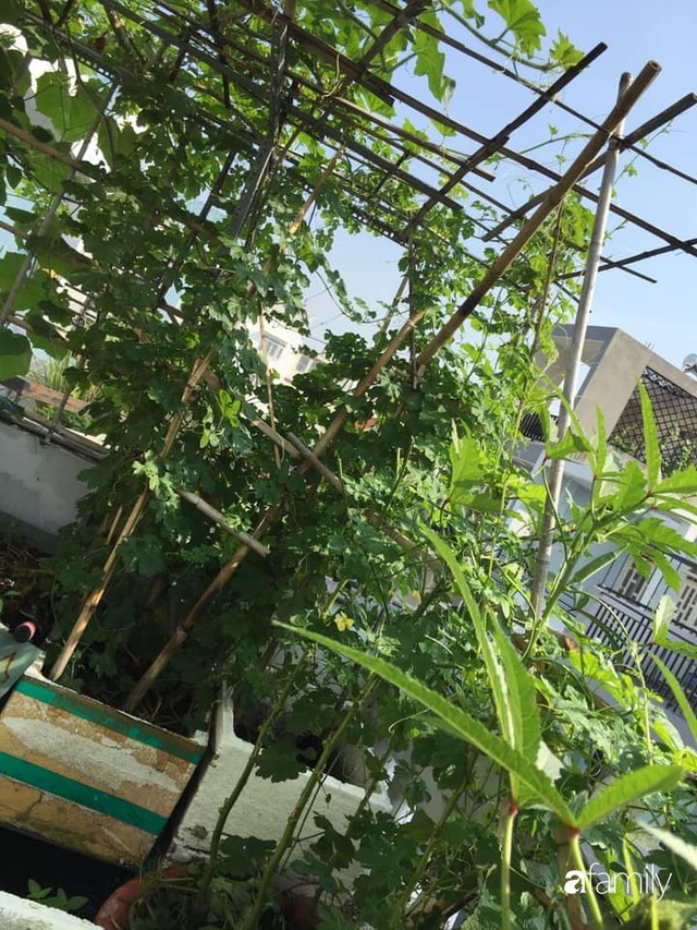 Sài Gòn: Sân thượng 20m² trồng đủ các loại rau của bà mẹ quyết nghỉ việc để dành nhiều thời gian hơn cho bản thân và gia đình - Ảnh 28.