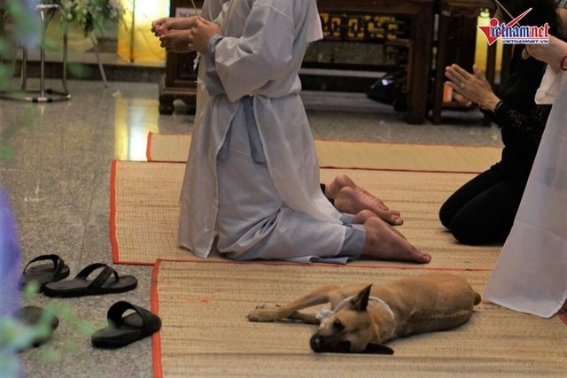 Chú chó của nghệ sĩ Xuân Hiếu bỏ ăn, nằm phục bên linh cữu chủ - Ảnh 6.