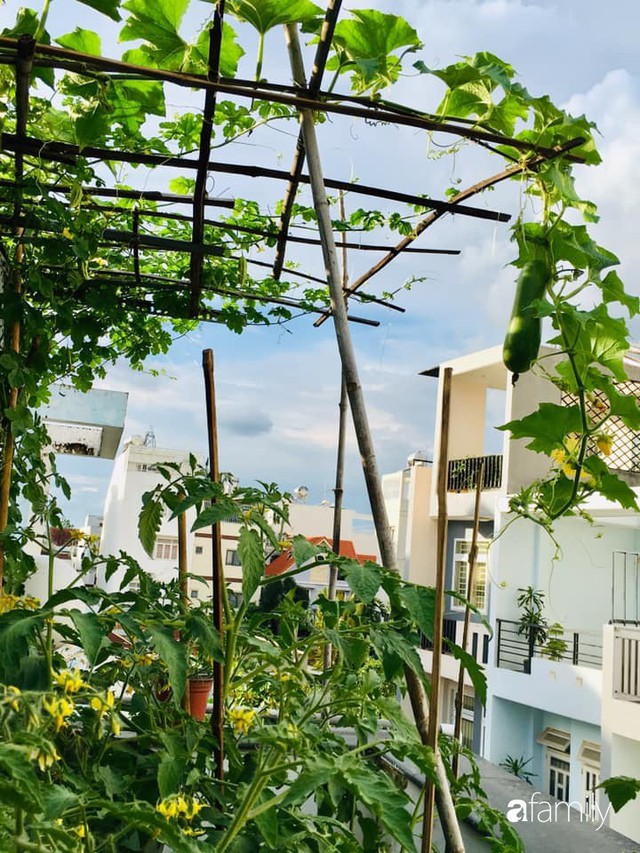 Sài Gòn: Sân thượng 20m² trồng đủ các loại rau của bà mẹ quyết nghỉ việc để dành nhiều thời gian hơn cho bản thân và gia đình - Ảnh 8.