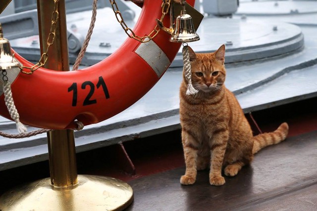 Chân dung Sĩ quan mèo đầy uy lực trên chiếm hạm Nga - Ảnh 11.