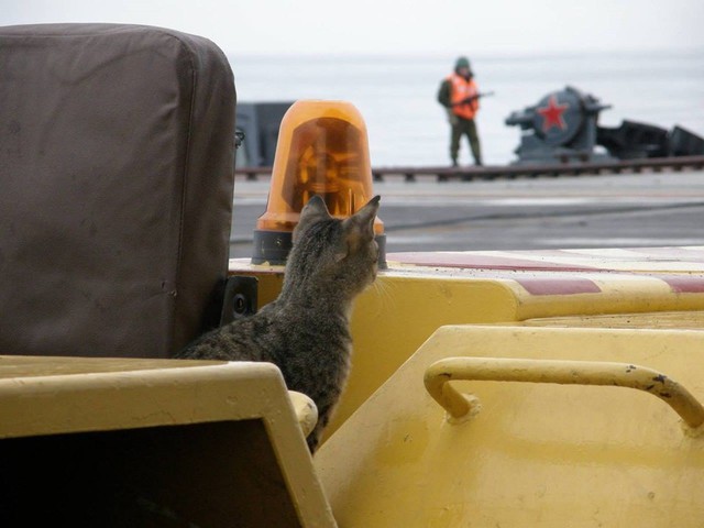 Chân dung Sĩ quan mèo đầy uy lực trên chiếm hạm Nga - Ảnh 13.