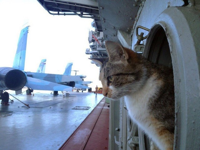 Chân dung Sĩ quan mèo đầy uy lực trên chiếm hạm Nga - Ảnh 3.