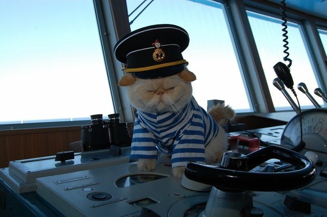 Chân dung Sĩ quan mèo đầy uy lực trên chiếm hạm Nga - Ảnh 5.
