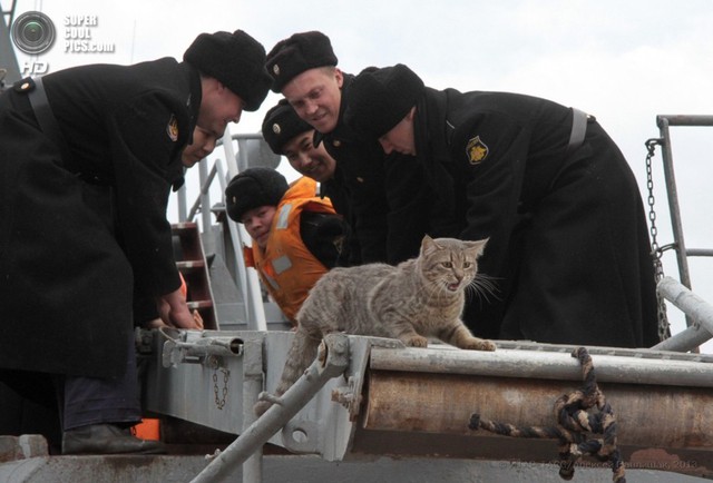 Chân dung Sĩ quan mèo đầy uy lực trên chiếm hạm Nga - Ảnh 10.
