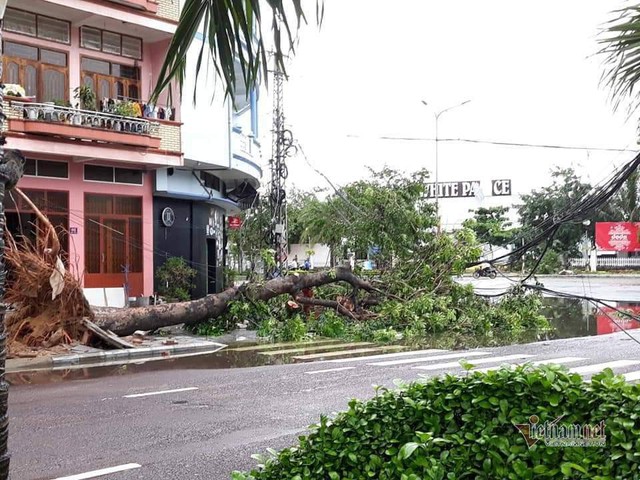 Bình Định tả tơi, cây bật gốc la liệt sau bão số 5 - Ảnh 5.