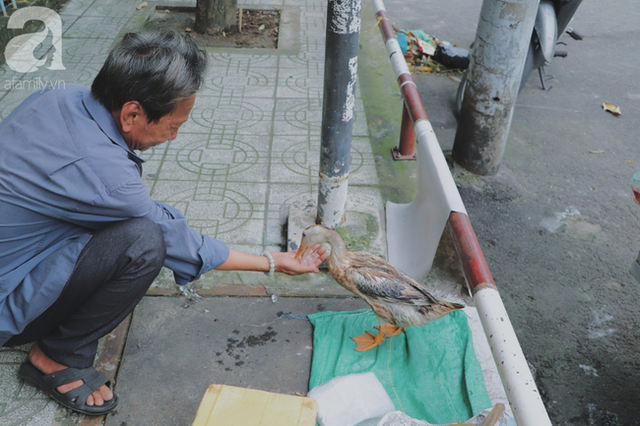 Câu chuyện kỳ lạ về tình mẫu tử của người phụ nữ bán trái cây và chú vịt biết làm nũng ở Sài Gòn - Ảnh 15.