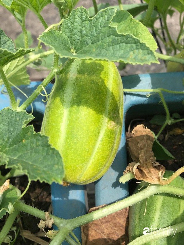 Kinh nghiệm trồng rau quả tốt tươi, bội thu trên sân thượng của mẹ đảm ở Hà Nội - Ảnh 15.