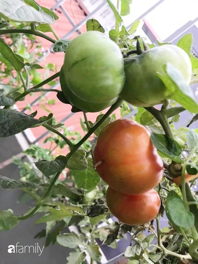 Kinh nghiệm trồng rau quả tốt tươi, bội thu trên sân thượng của mẹ đảm ở Hà Nội - Ảnh 19.