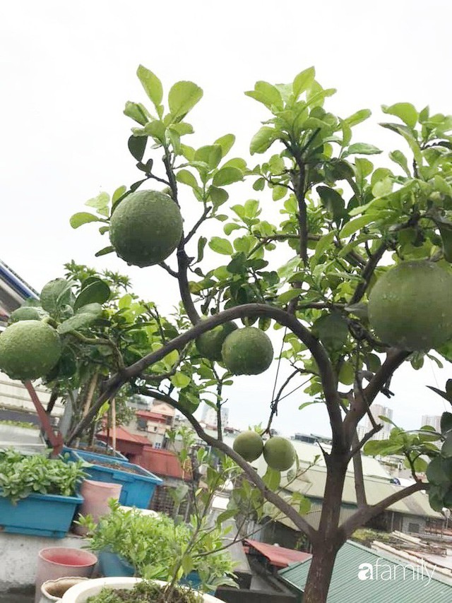 Kinh nghiệm trồng rau quả tốt tươi, bội thu trên sân thượng của mẹ đảm ở Hà Nội - Ảnh 4.