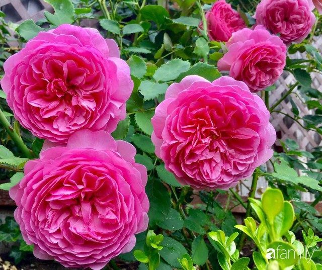 Mẹ Việt dồn hết tâm huyết để biến góc nhỏ trong vườn trở thành khu vườn hồng đẹp ngọt ngào - Ảnh 20.