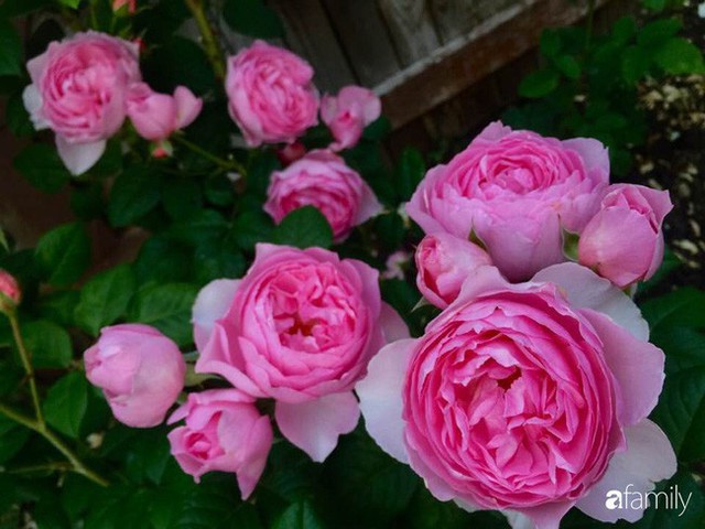 Mẹ Việt dồn hết tâm huyết để biến góc nhỏ trong vườn trở thành khu vườn hồng đẹp ngọt ngào - Ảnh 25.