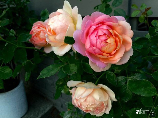 Mẹ Việt dồn hết tâm huyết để biến góc nhỏ trong vườn trở thành khu vườn hồng đẹp ngọt ngào - Ảnh 9.