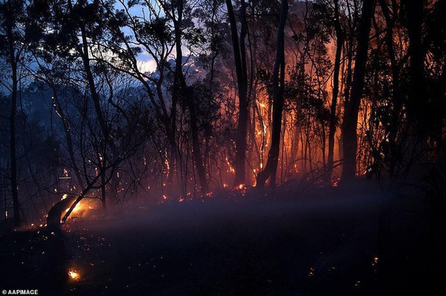 Hãi hùng cảnh cháy rừng dữ dội như ngày tận thế ở Australia - Ảnh 4.