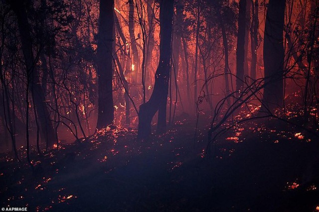 Hãi hùng cảnh cháy rừng dữ dội như ngày tận thế ở Australia - Ảnh 7.